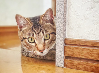 サロンドビューティー